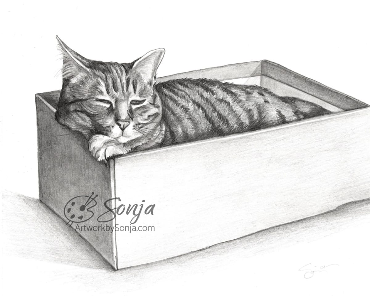 Kitty Nap in Shoebox - Pet Portrait Drawing by Sonja Petersen 