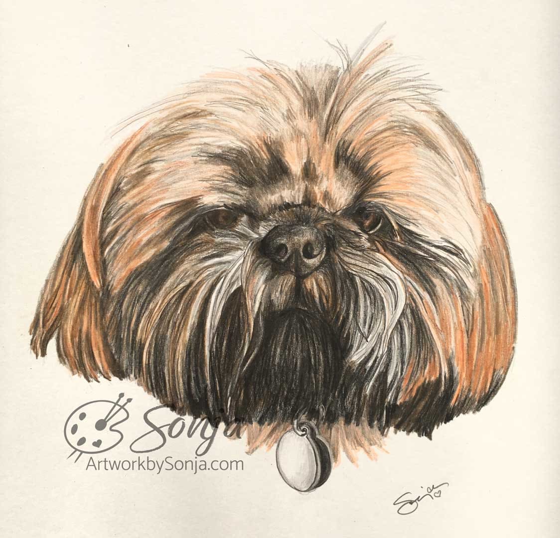 Shih Tzu Pet Portrait by Sonja Petersen 