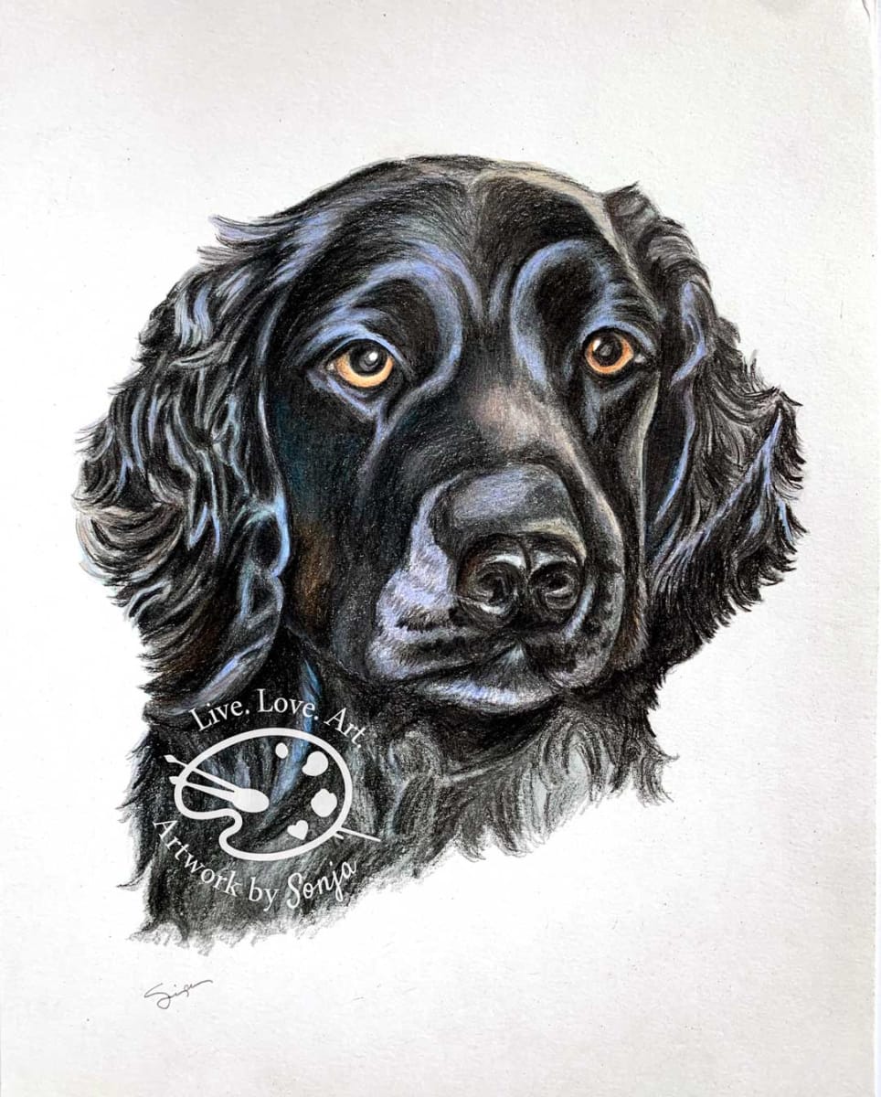 Cocker Spaniel Portrait Drawing, Image 2.