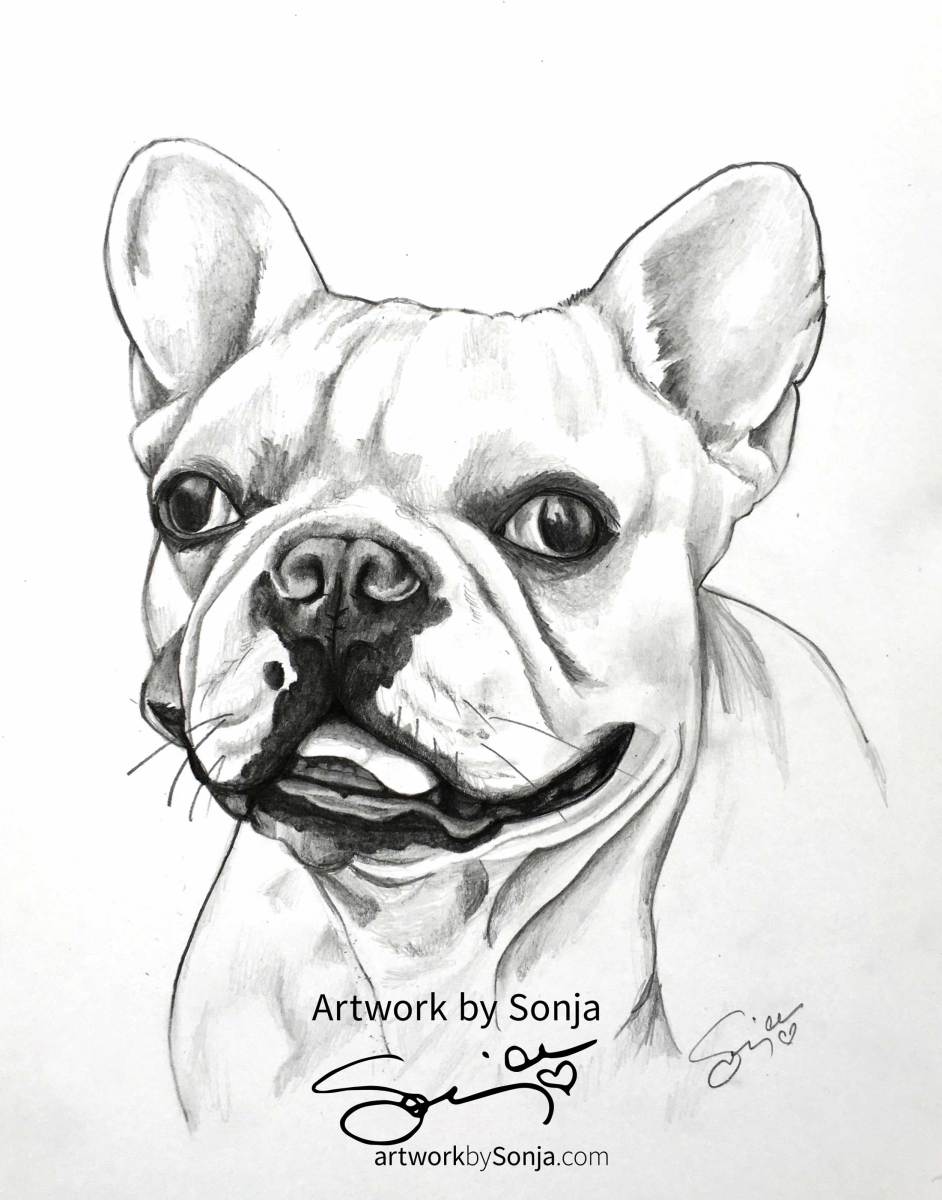 Frenchie Drawing in Pencil by Sonja Petersen Artwork Archive