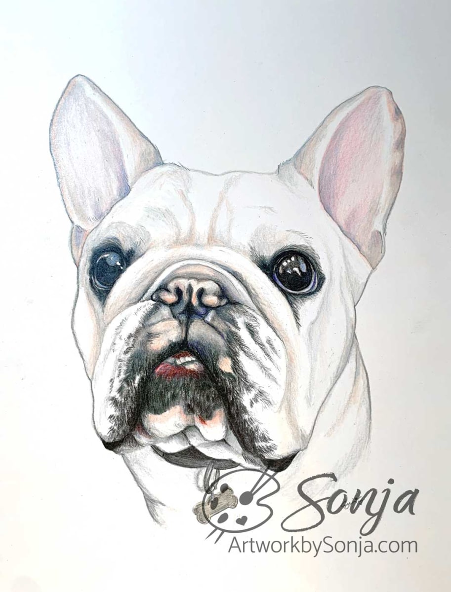 Henry the French Bulldog Portrait by Sonja Petersen 