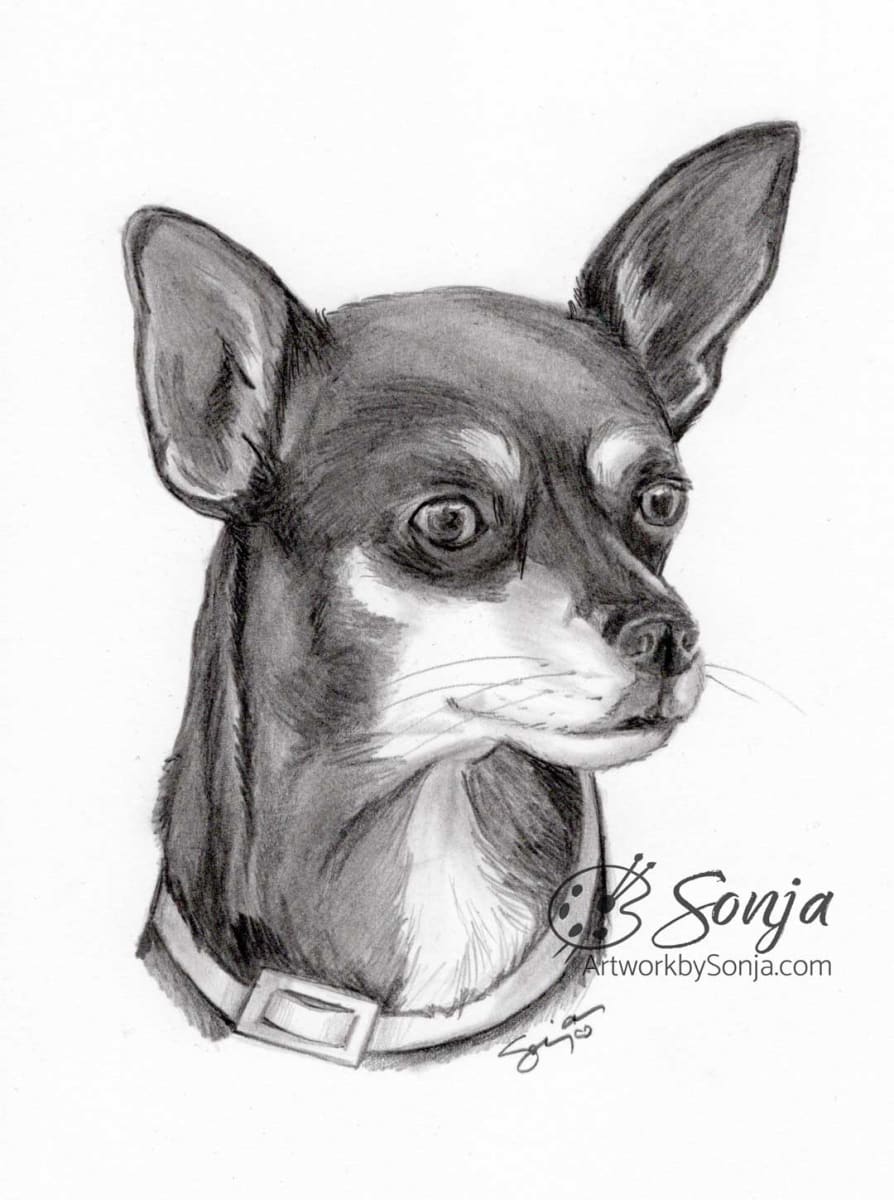 Chihuahua Dog Portrait by Sonja Petersen 