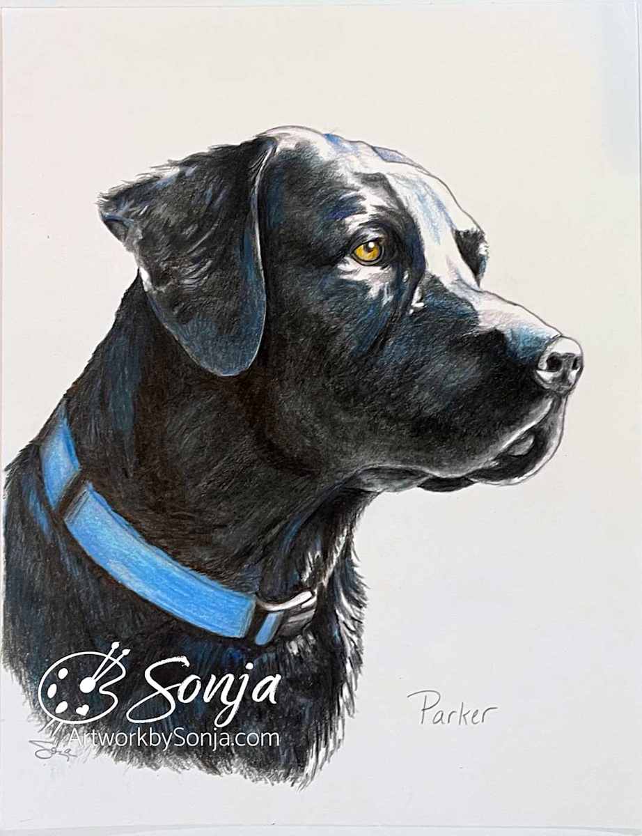 Labrador Retriever by Sonja Petersen 