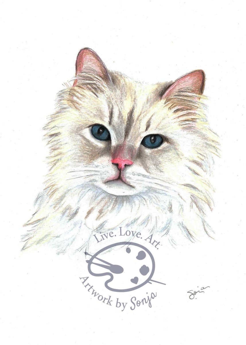 Long Haired Cat Portrait Drawing by Sonja Petersen 