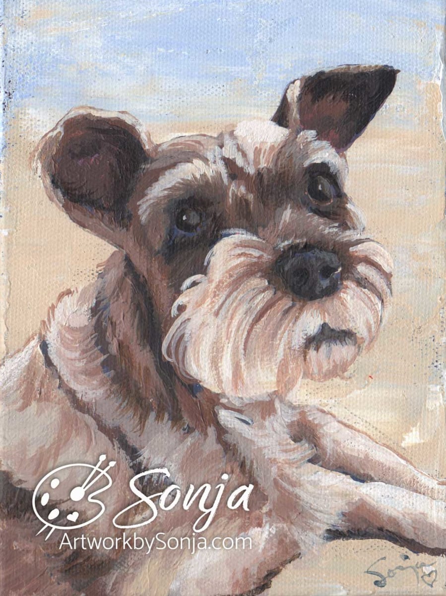 Miniature Schnauzer Pet Portrait by Sonja Petersen 