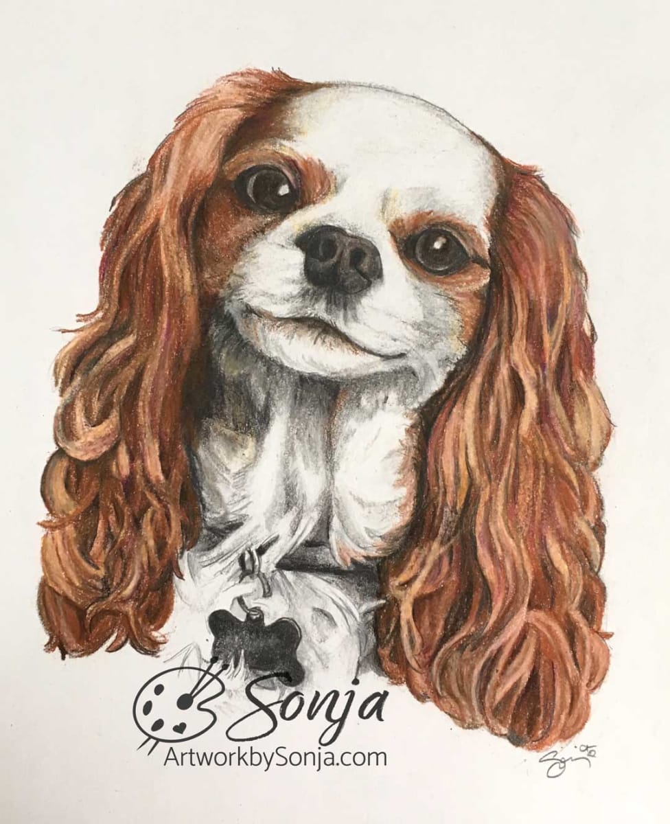 Cavalier King Charles Spaniel Portrait by Sonja Petersen, Image 4.
