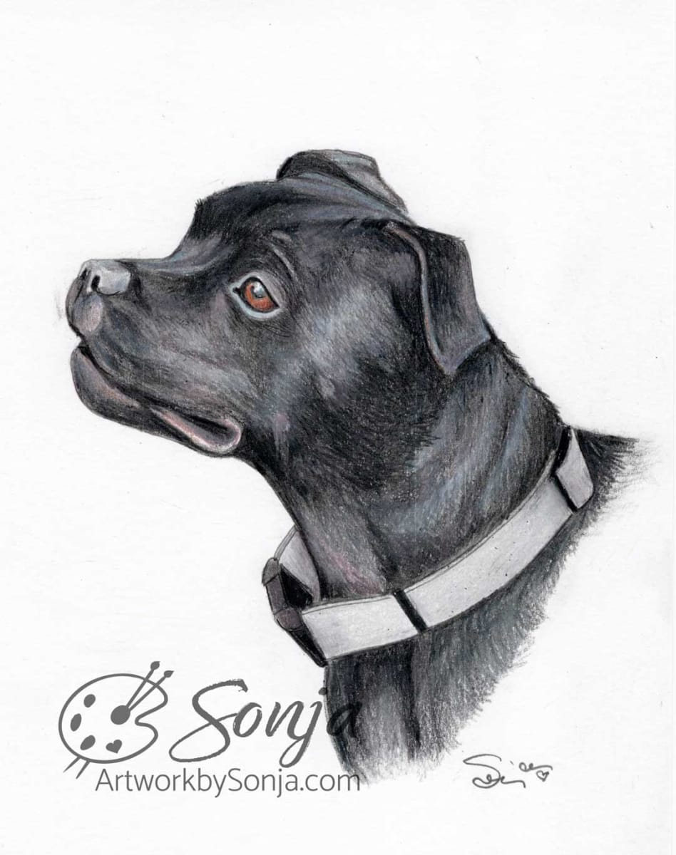 Pitbull Pet Portrait Drawing by Sonja Petersen 