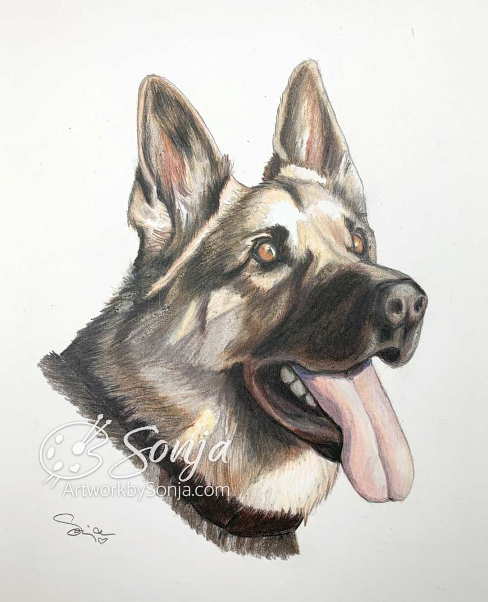 German Shepherd Pet Portrait by Sonja Petersen 