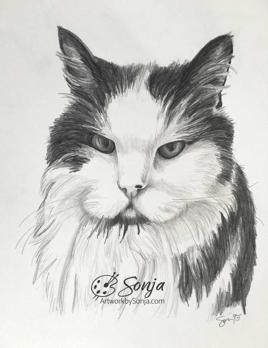 Fuzzy Cat Portrait Drawing by Sonja Petersen 
