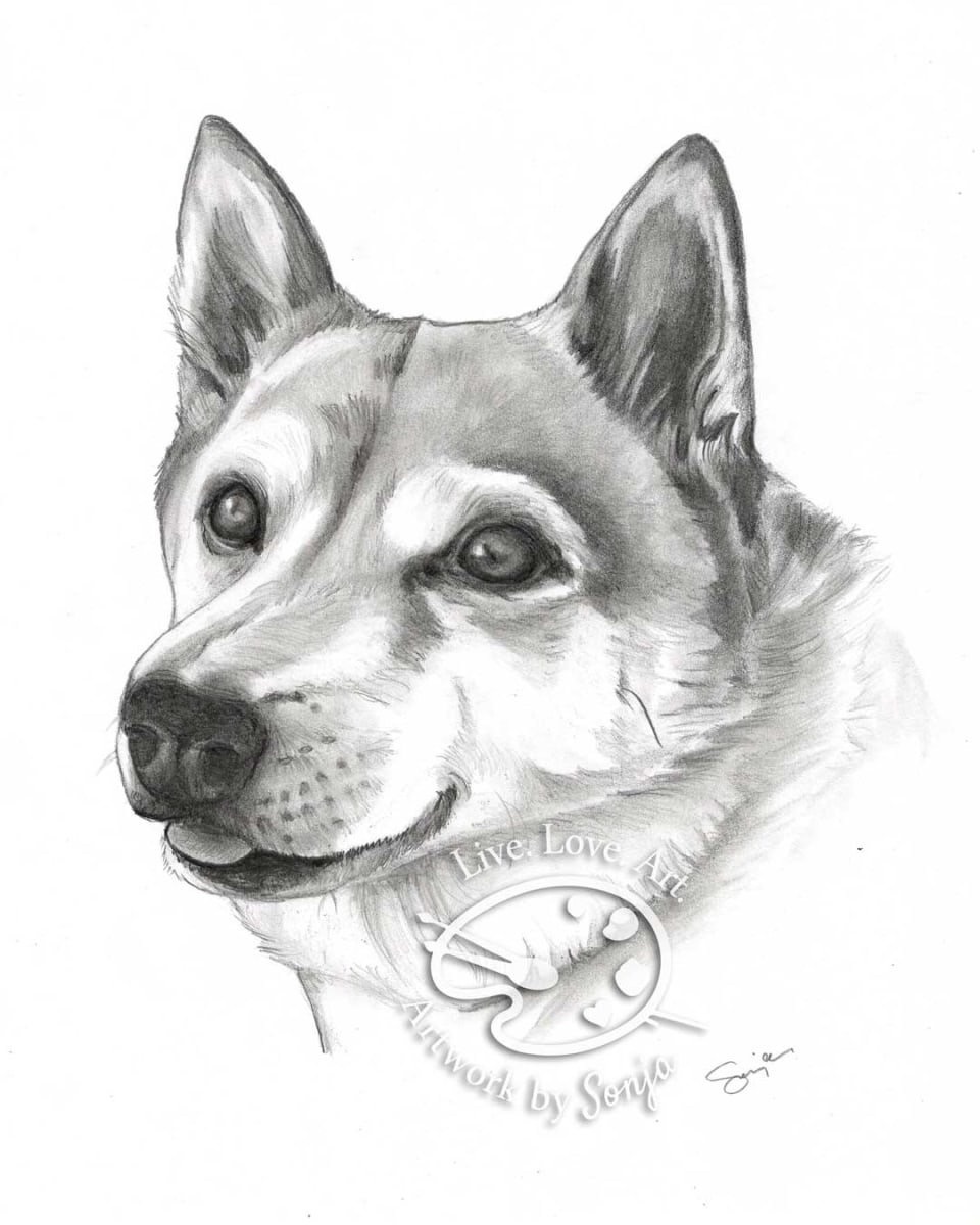 Shiba Inu Pet Portrait 