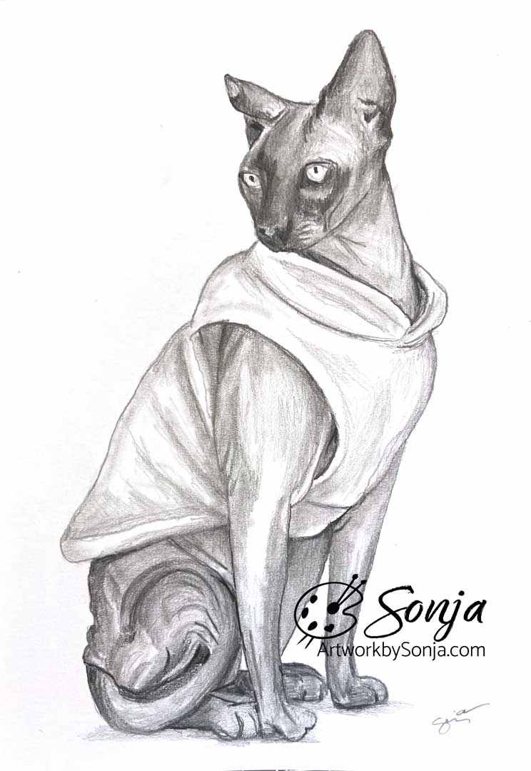 Sphinx Pet Portrait by Sonja Petersen 