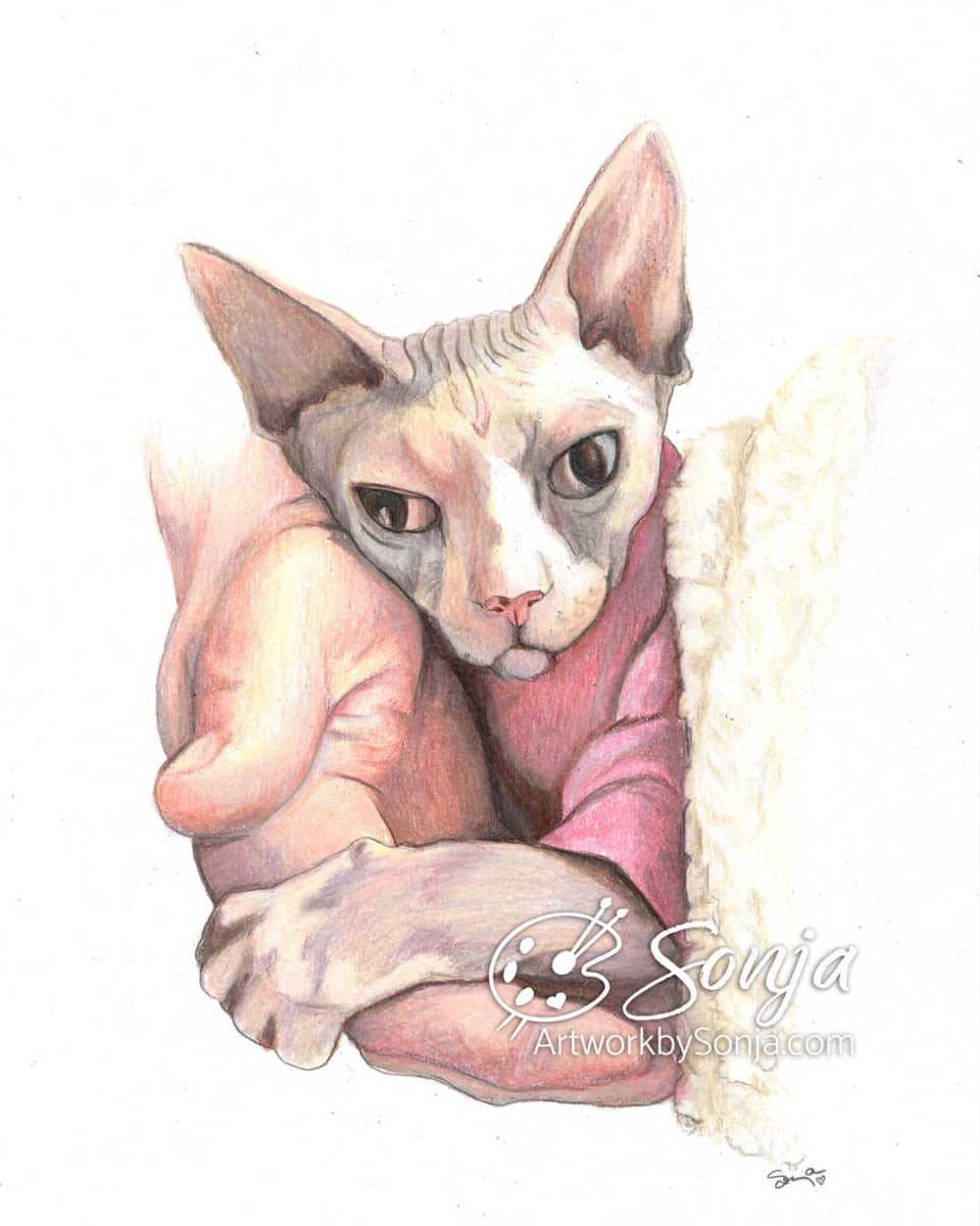 Sphynx Cat Portrait by Sonja Petersen 