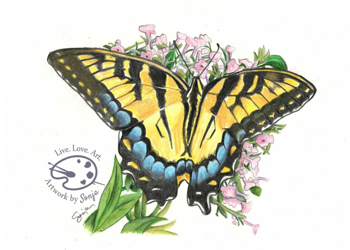 Yellow Swallowtail Drawing, Image 2.