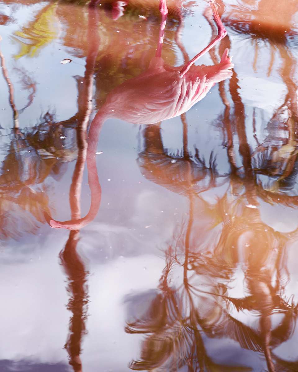 Flamingo Reflection by Anastasia Samoylova, Image 1.