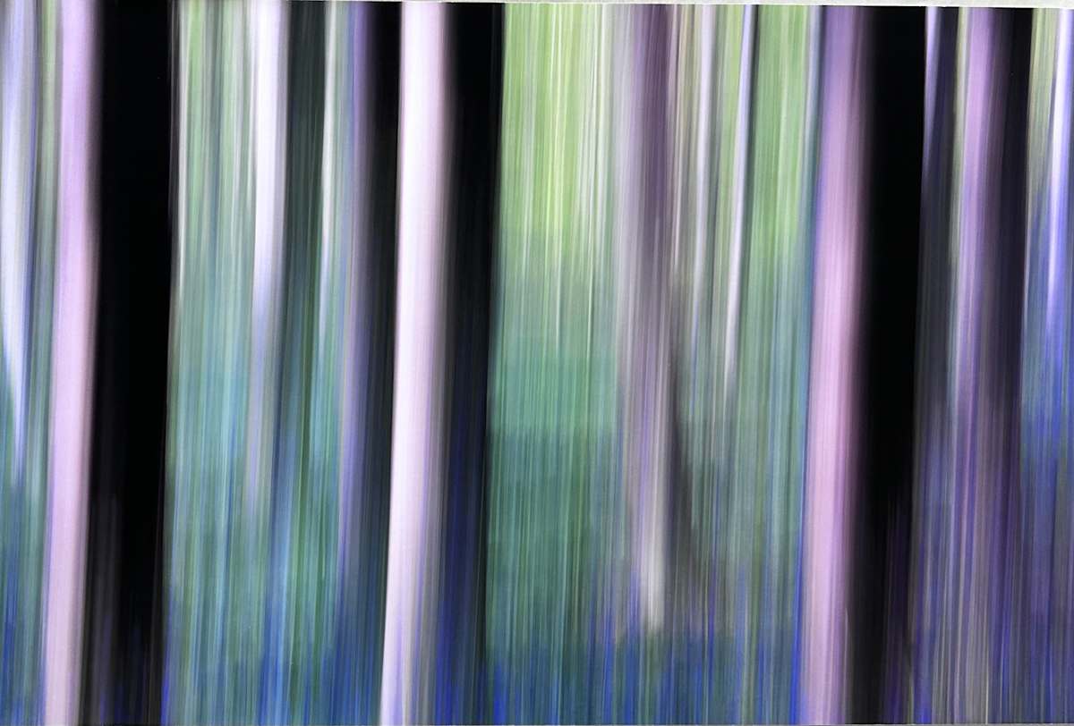 Pure Nature #30, Sonian Forest, Brussels  by Yves  Ullens  