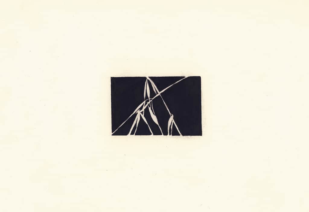 Avena Loca by Susan Rowe Harrison, Image 17.