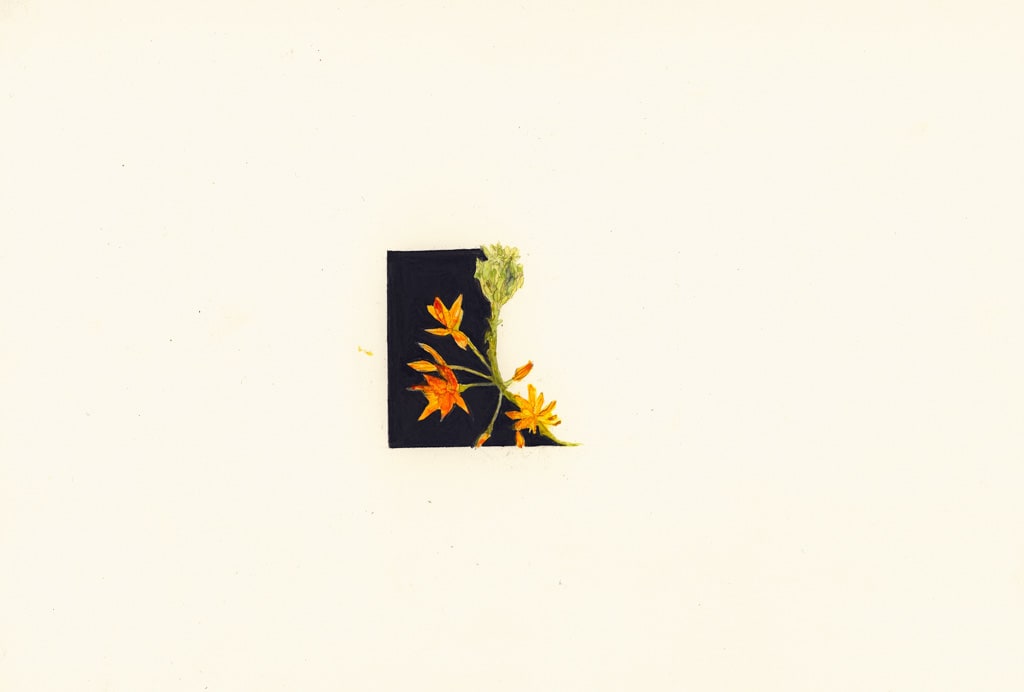 Flowers from Africa [Janessa's Flower] by Susan Rowe Harrison 