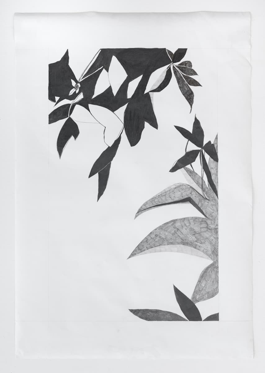 Shadow Plant by Susan Rowe Harrison, Image 1.