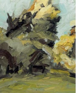 Trees and Sunlight by Robert Malherbe 