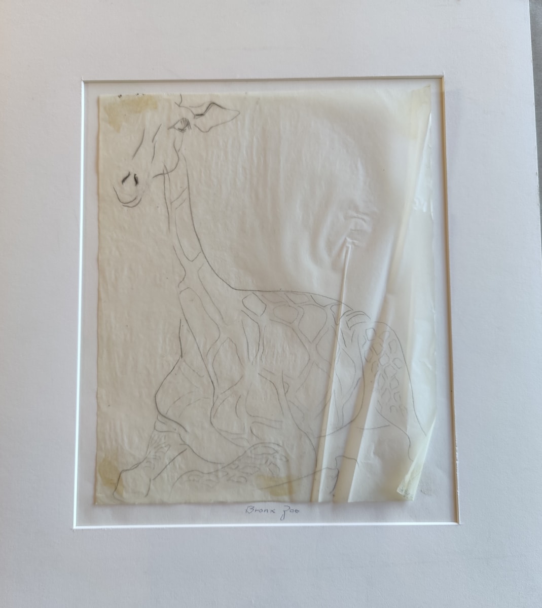 Bronx Zoo by Esther Webster 