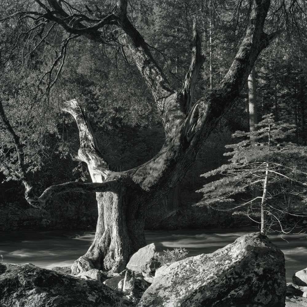 Early Morning, Merced River by Ansel Adams, Image 1.