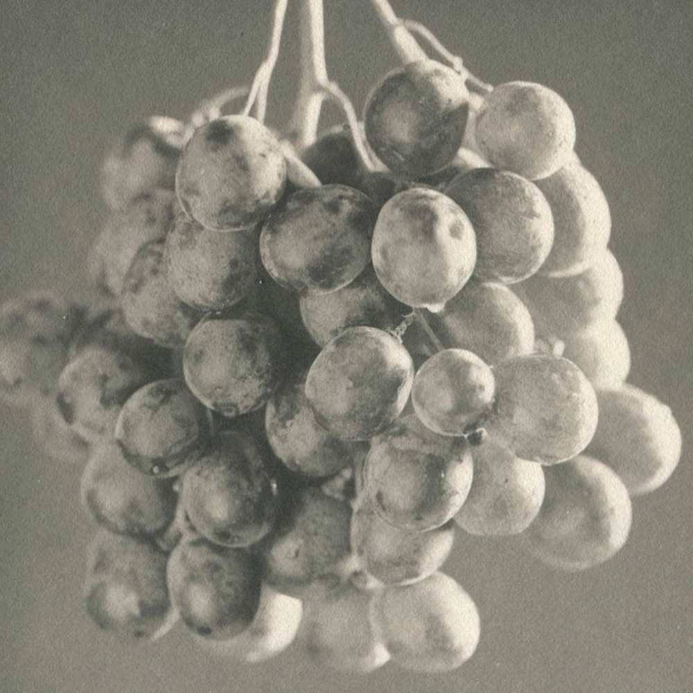 Grapes by Christopher Anderson  Image: Detail
