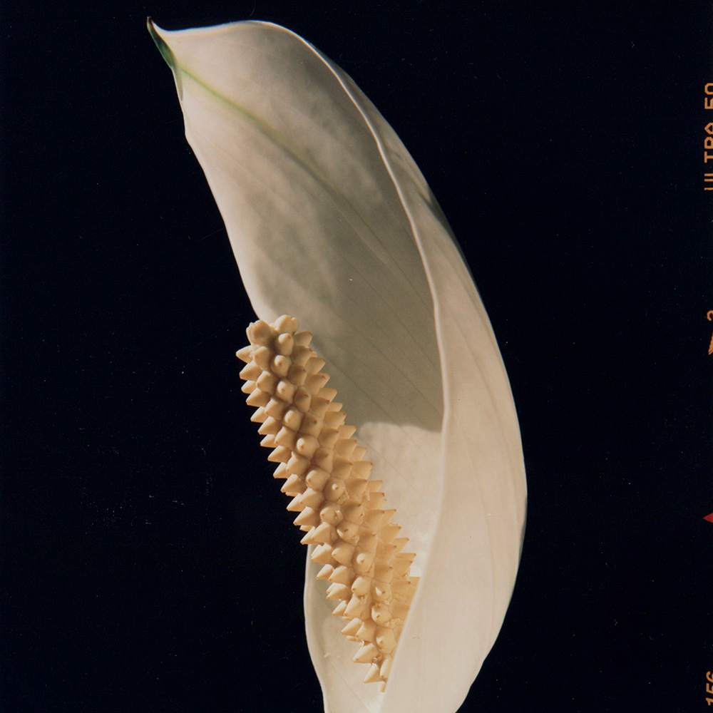 Cornflower by John D. Callow, Image 3.