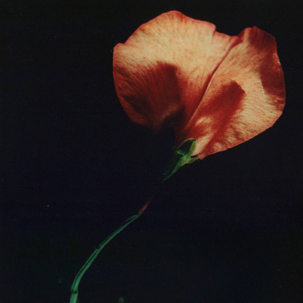 Sweet Pea by John D. Callow 