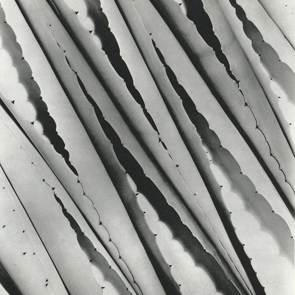 Agave 1932 by Imogen Cunningham  Image: Detail