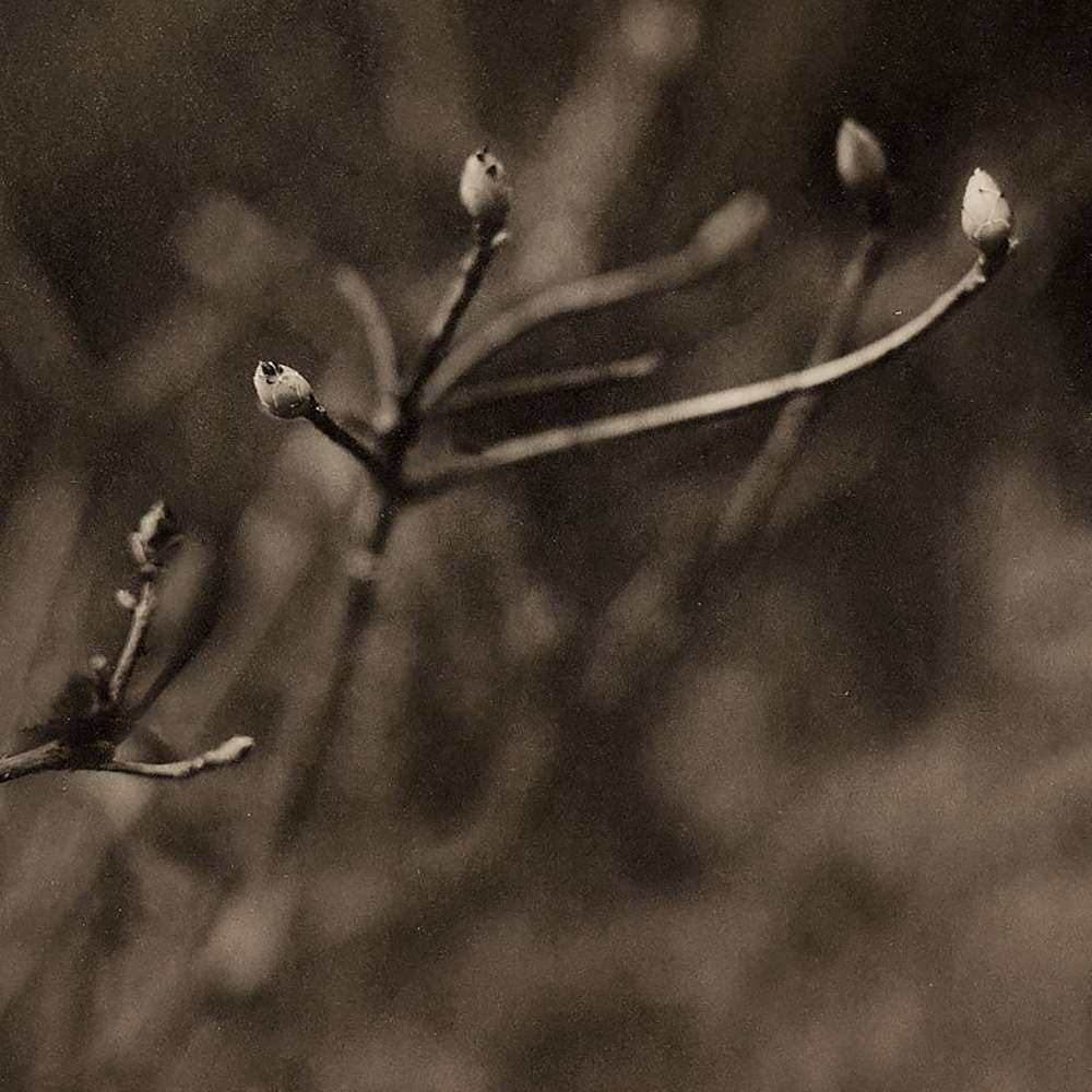 Hawthorn Buds by Mark Eshbaugh  Image: Detail