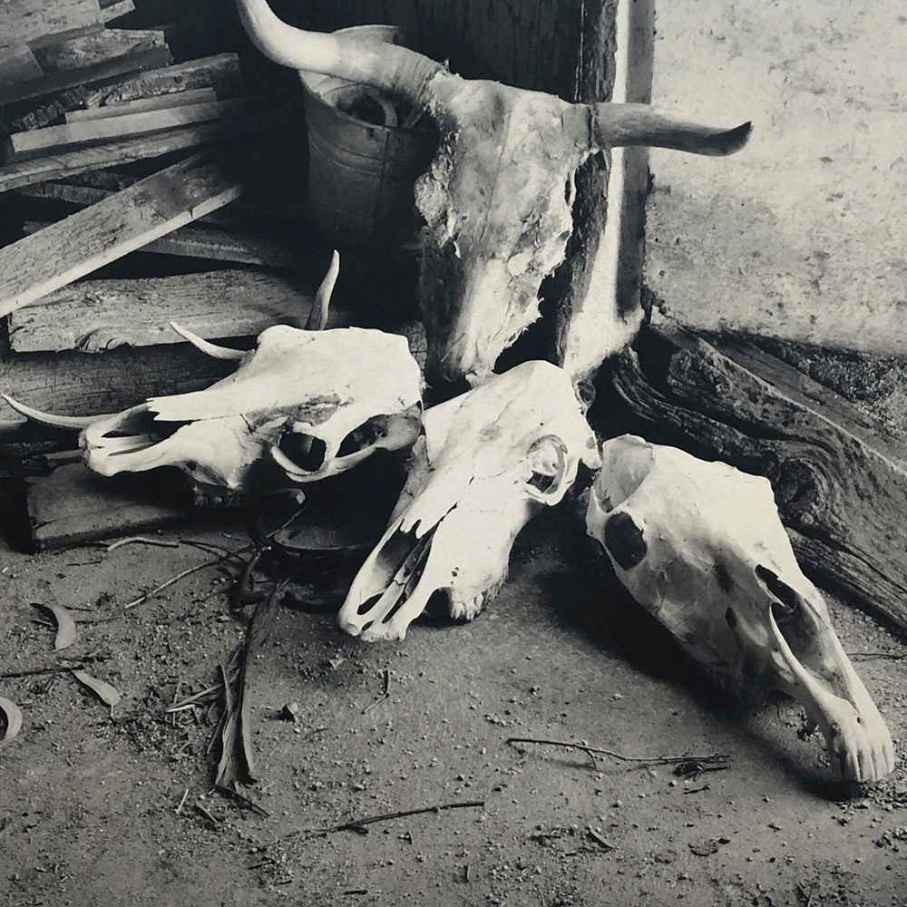 Skulls by J Michael Lardizabal 