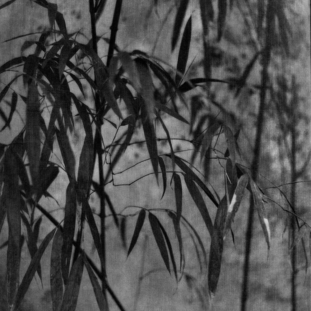 Bamboo Forest 1935 by Long Chin-san 