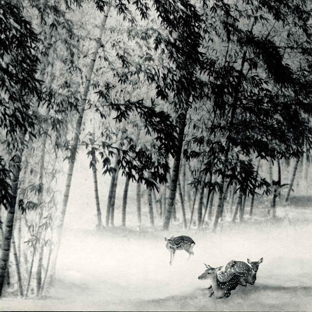 Deer by Long Chin-san 