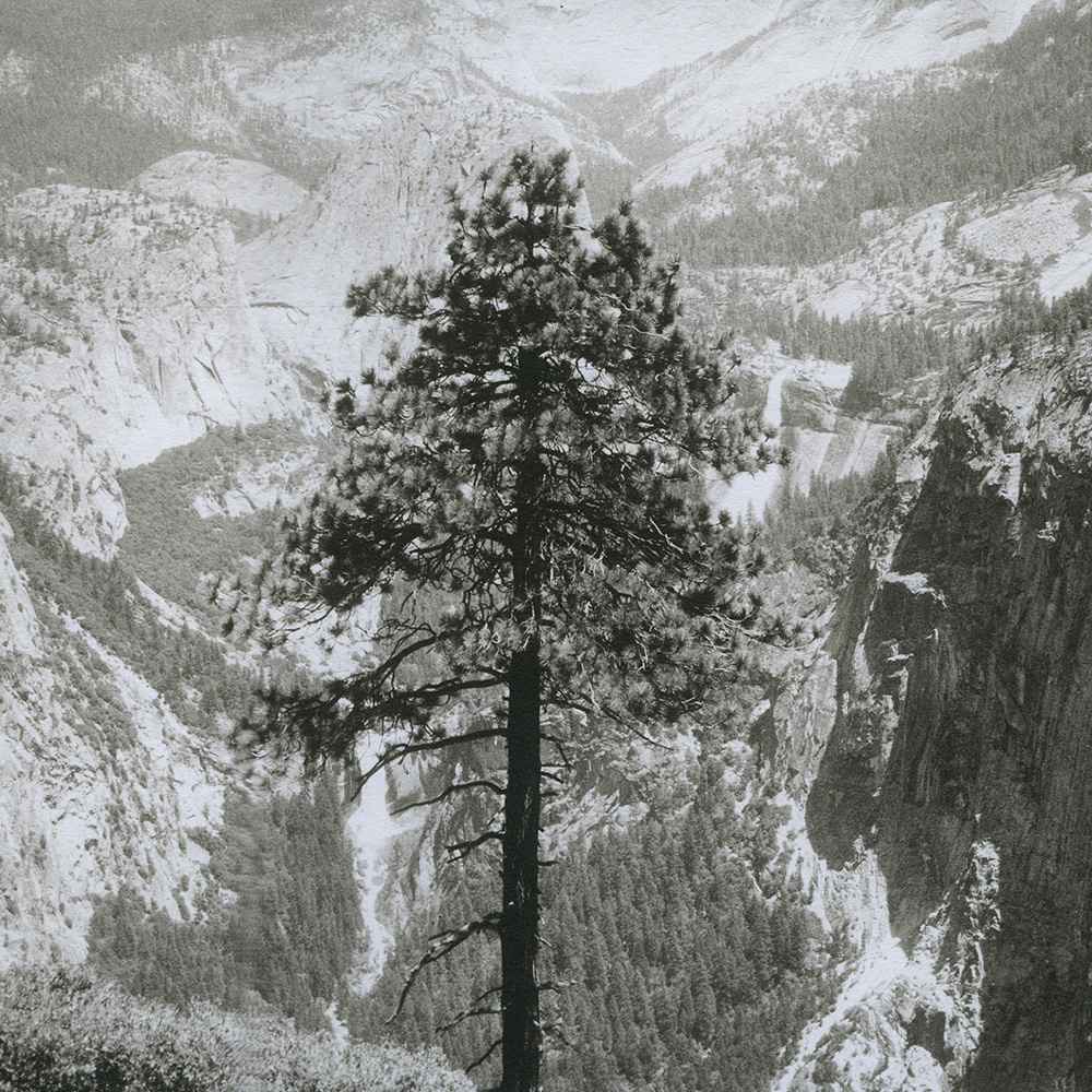 Yosemite Tree by Tom Millea, Image 6.
