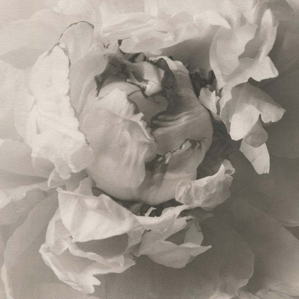 Peony by Christian Nze 