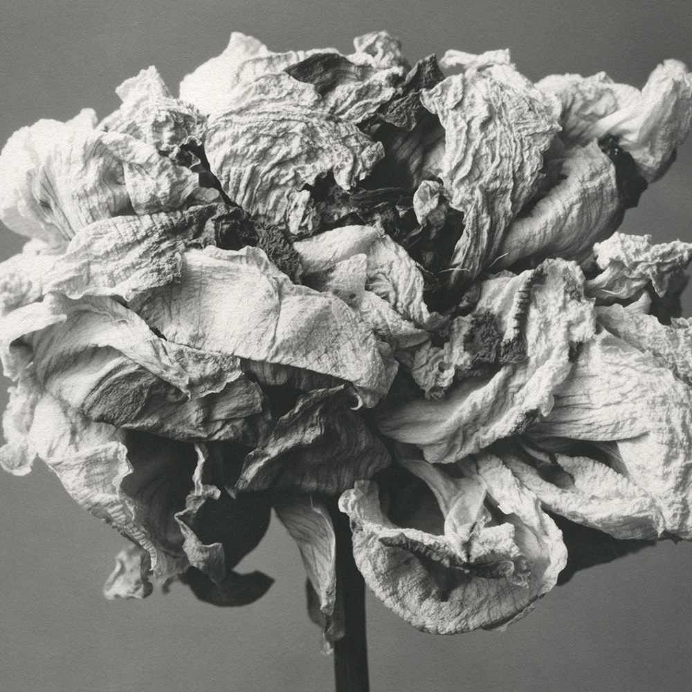Pivoine by Christian Nze, Image 1.