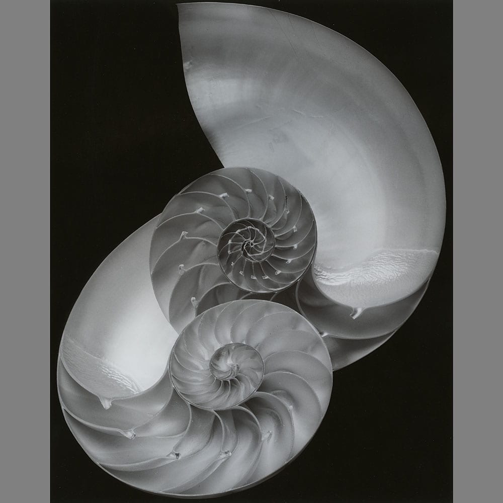 Nautilus by Luca Paradisi 