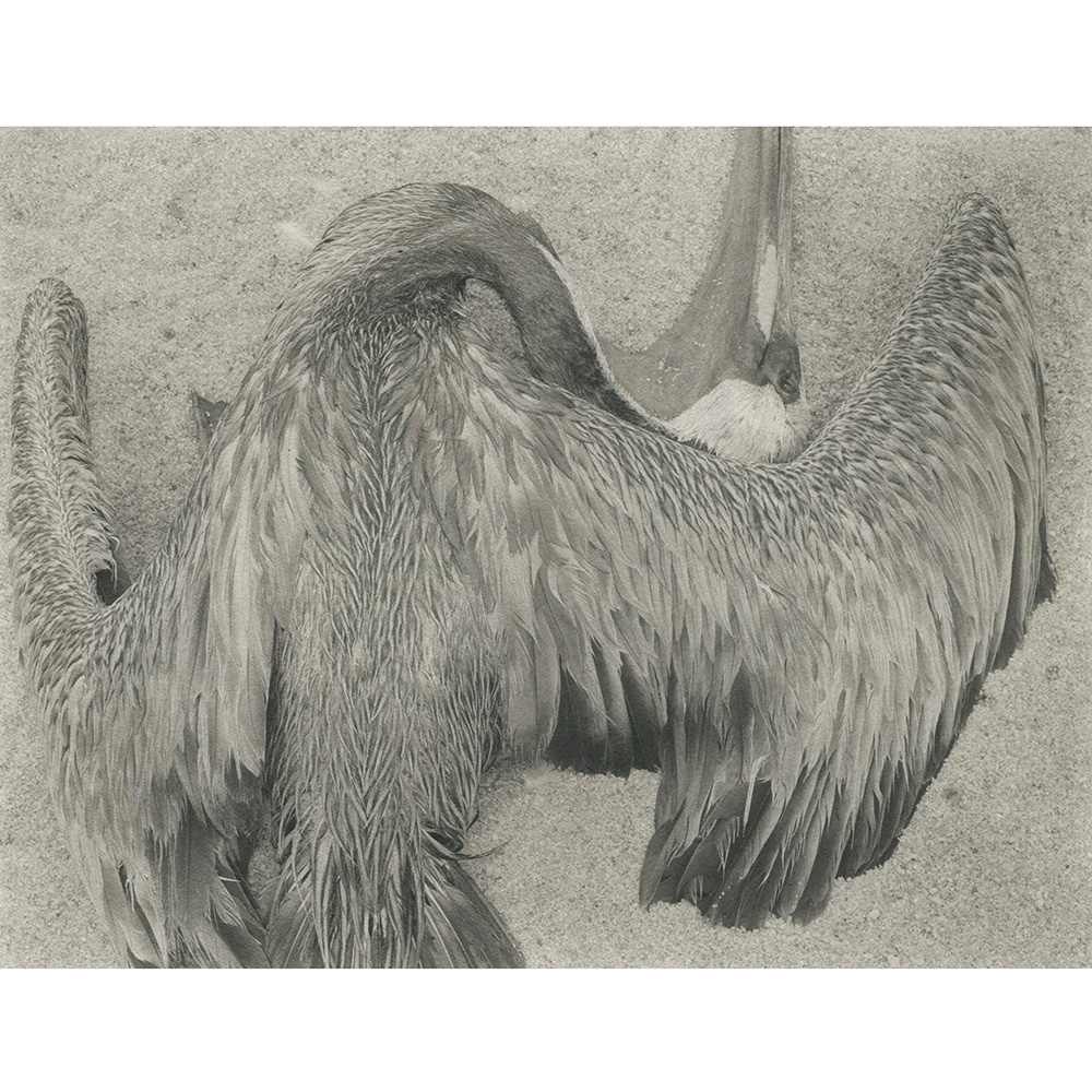 Pelican, Point Lobos 1942 by Edward Weston, Image 4.
