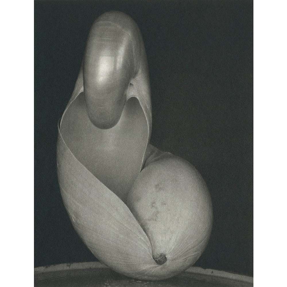 Shells 1927 by Edward Weston, Image 4.