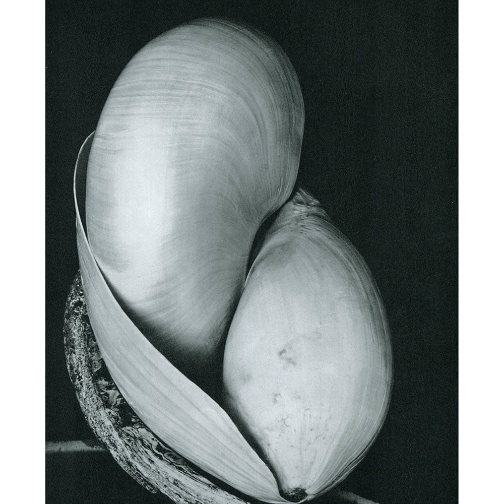 Shells,1927 by Edward Weston 