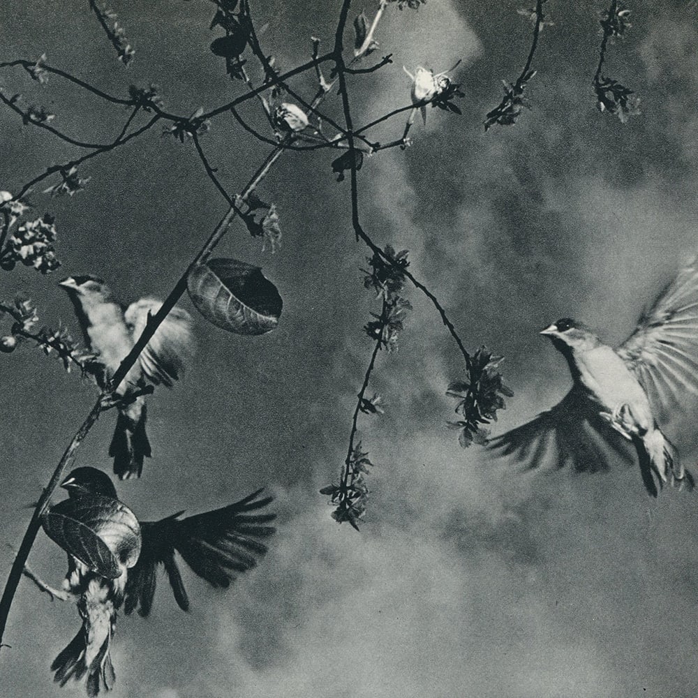 Flying 1956 by Tam T K 