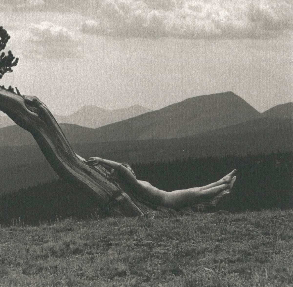 Bristlecone High by Norm LaCoe, Image 1.