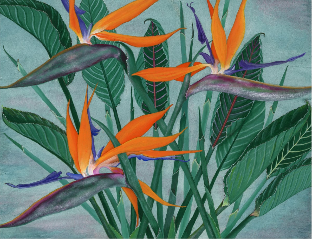Strelitzia by Jude Scott  Image: Giclee Print with archival inks & 310gsm cotton paper. Birds of Paradise/Strelitzia - Inspiration from my garden flowers and foliage.  A4  $55 - A3 $95
