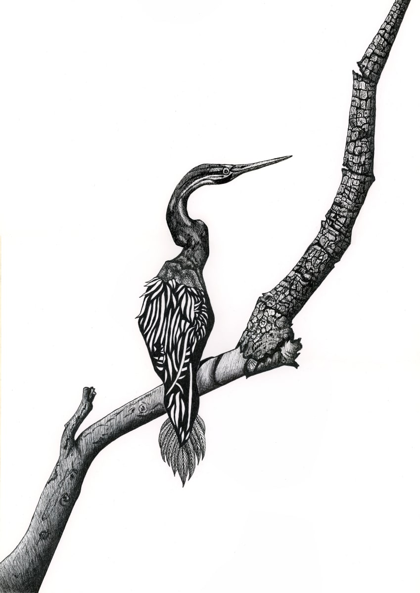 'Feathers' A4 size $55 - A3 Size $95 Open Edition by Jude Scott  Image: Reproduction print from an original drawing in ink. Archival Giclee print on 310gsm cotton paper.  The original was an exercise in using line only as   part of my course work at Telford College of Arts & Technology, United Kingdom.  A3 size $95
