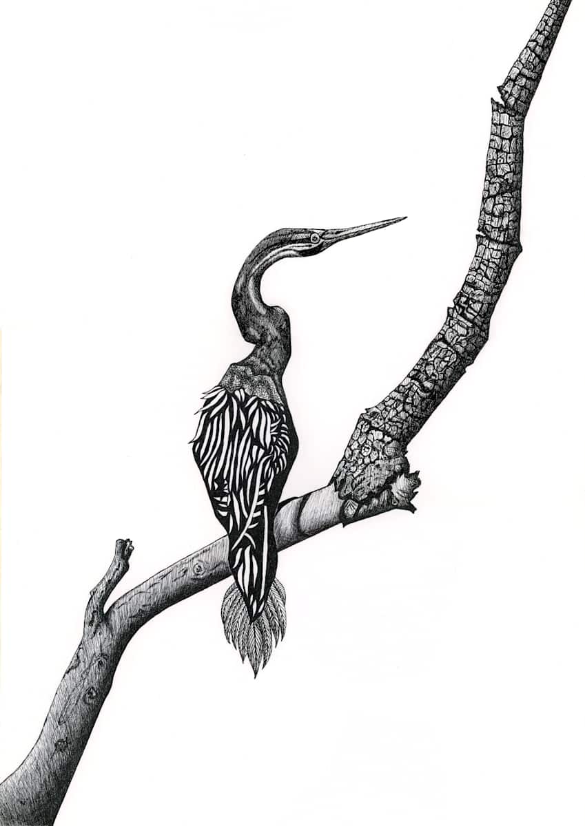 'Feathers' A4 size $55 - A3 Size $95 Open Edition by Jude Scott, Image 1.