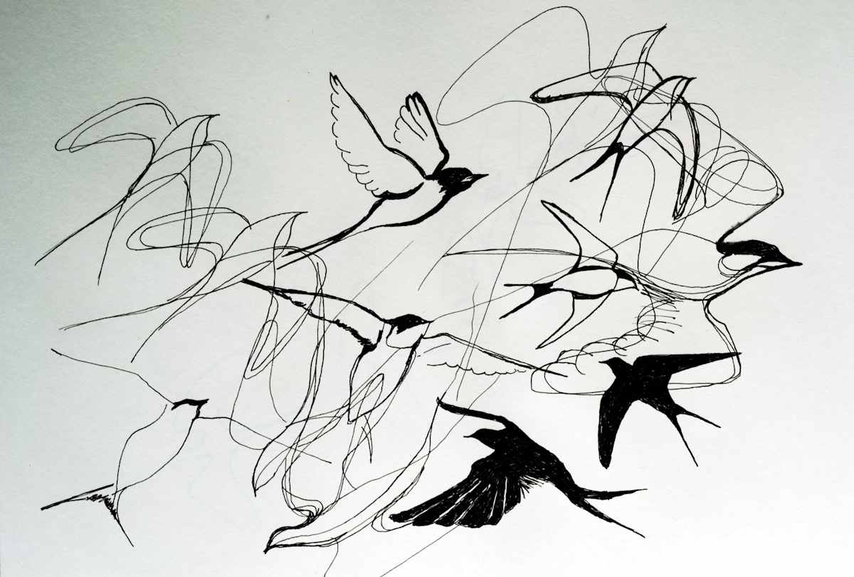 swoop by Steven Schroeder, Image 1.