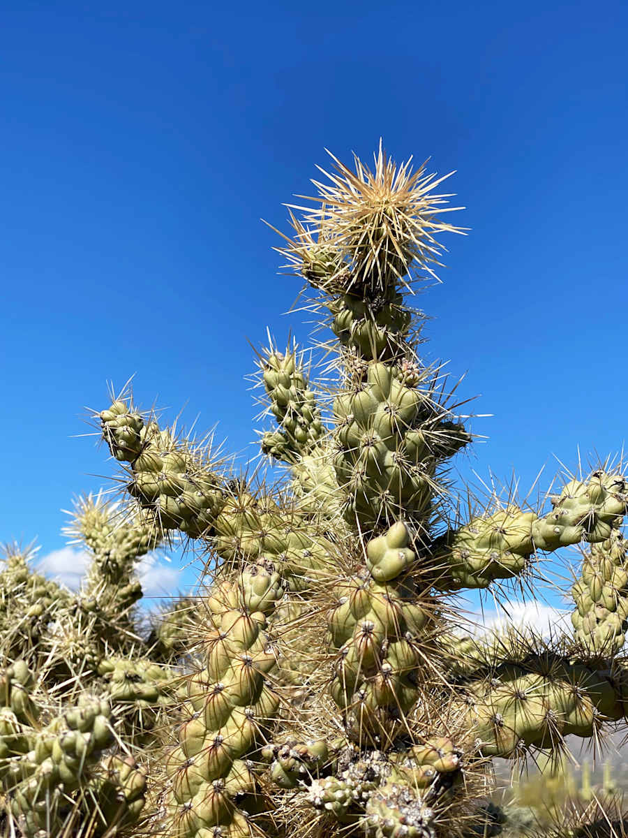 Spiny Cacti of Saguaro by Joann Amitrano  Image: Spiny Cacti straight on