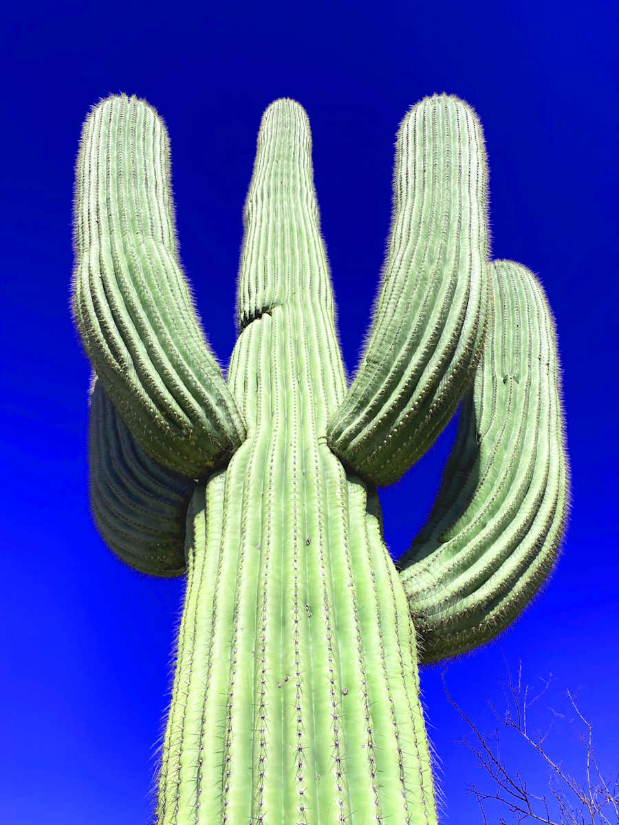The Grand Saguaro of Saguaro by Joann Amitrano  Image: The full print of The Grand Saguaro of Sagauro