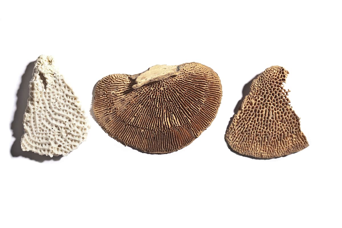 139 by Michael Warrick  Image: 139a