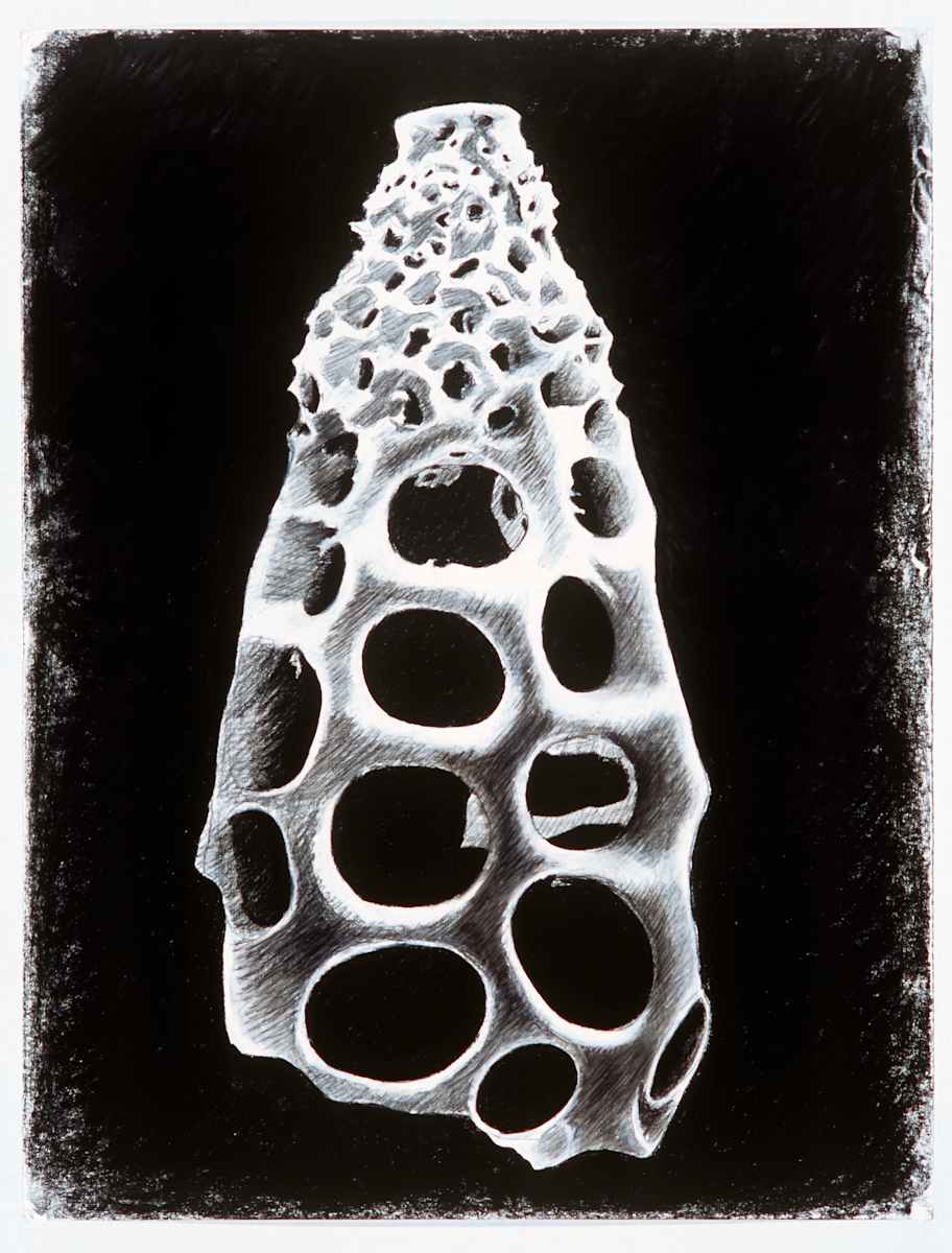 Nature Vessel #5 by Michael Warrick  Image: 18